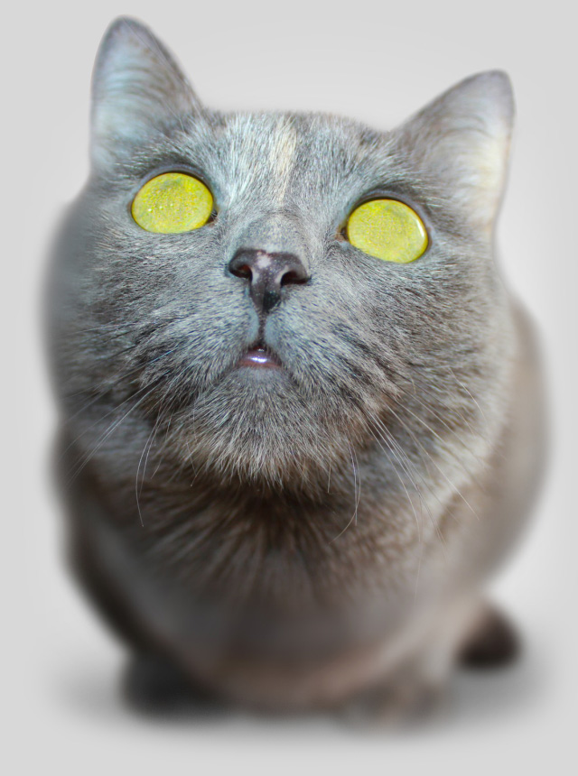 Head